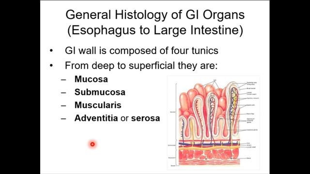 BIOL224 Week 8 Part 1 смотреть онлайн
