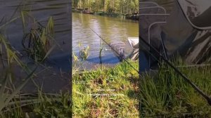 Как ловить линя на донку с пружиной?