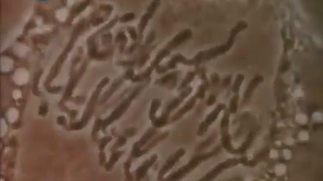 028 Gregor Mendel & die klassische Genetik Meilensteine der Naturwissenschaft & Technik смотреть онлайн