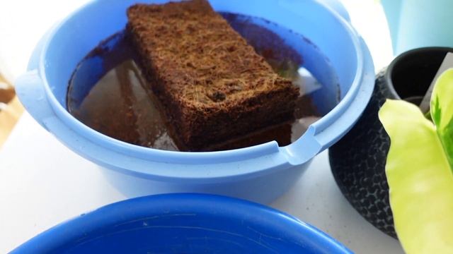 RÉHYDRATER LA FIBRE DE COCO ET LES ÉCORCES DE COCO 💦 смотреть онлайн