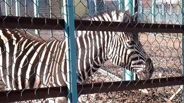 Wild zebra. Wild animals zebra. смотреть онлайн