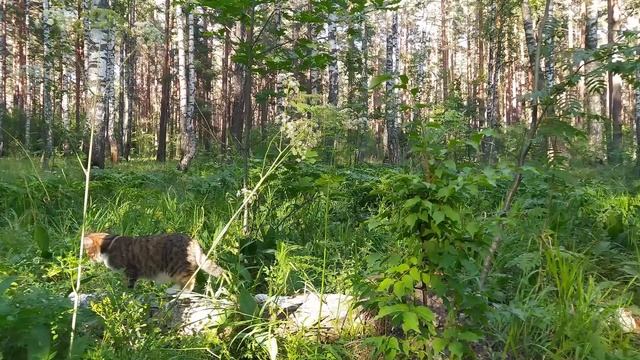 Мужчина винил себя в том, что не уследил за женой! А спустя время, когда приехал на свадьбу к другу смотреть онлайн