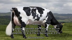 Черно-пестрый КРС – самые распространенные коровы