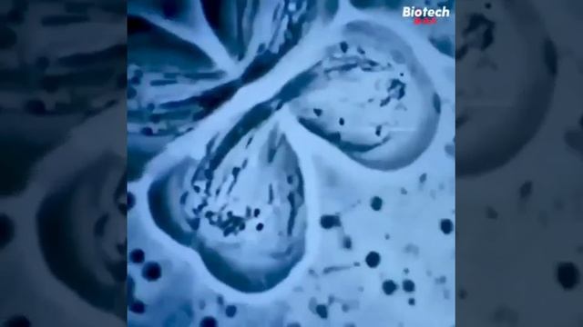#biology #zoology #meiosis || Meiosis under microscope смотреть онлайн