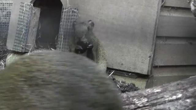 Highlights Of Shaldon Zoo (9th September 2013) смотреть онлайн