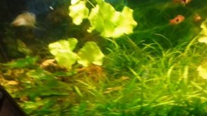 Сиамские водорослееды