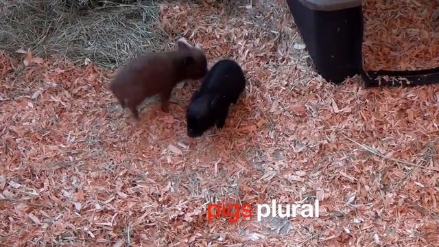 SINGULAR & PLURAL With PETS (K-3) Educational KIDS Video  StayHome#With Me  HOMESCHOOL