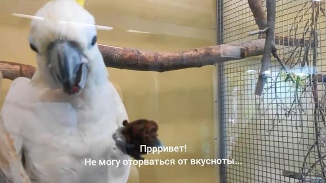 Вкусная шишка смотреть онлайн