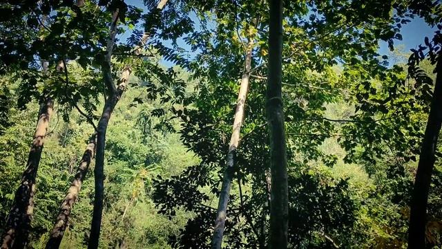 MUR BUKUR FUL | Unofficial cover video | Cinematic | Young Birds смотреть онлайн