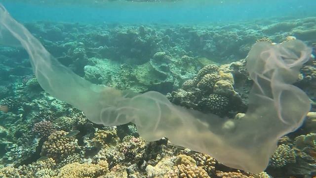 Пиросомы. Pyrosomida.