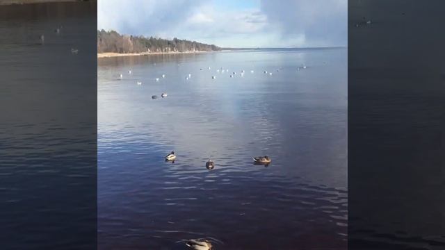весна на финском заливе. смотреть онлайн