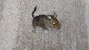 как выгуливать белку дегу