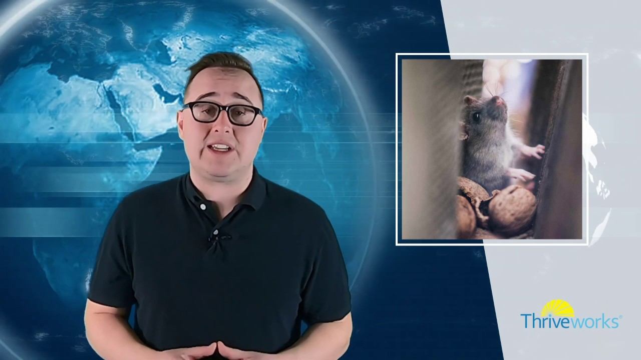 DNA modification reduced fear in mice, could treat anxiety in humans смотреть онлайн