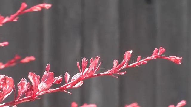 summer wishes in Metchosin смотреть онлайн