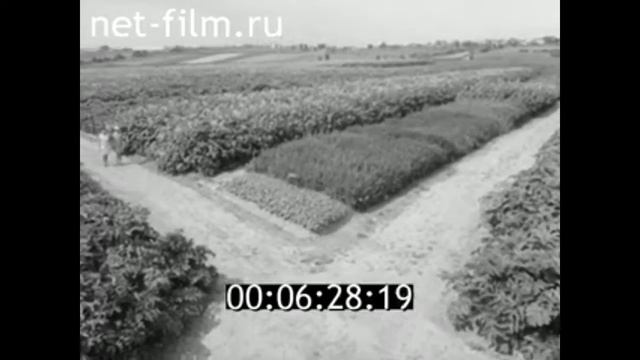 1972г. Сыктывкар. институт биологии. Вильгортский опытный участок смотреть онлайн