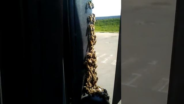 Пчелы роятся прямо на зеркале автомобиля во время погрузки. смотреть онлайн