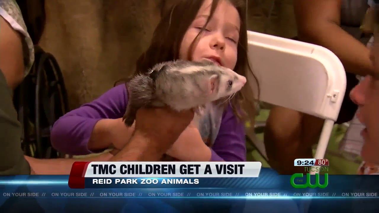 Kids at Tucson Medical Center get a visit from Reid Park Zoo animals смотреть онлайн