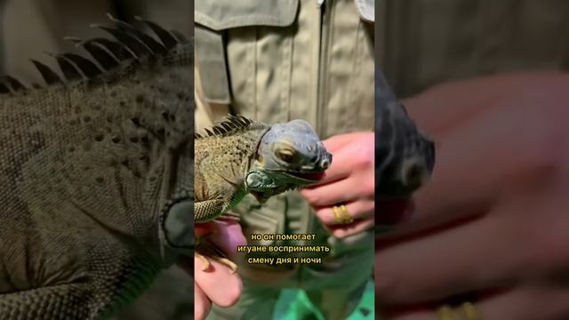 У зелёной игуаны есть третий👁🦎😉Вы знали? смотреть онлайн