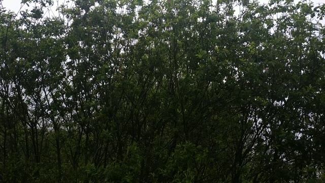 Таможня Венгрии(3) смотреть онлайн