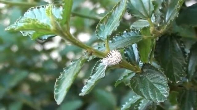 Cochenille Du Destroyer Larve