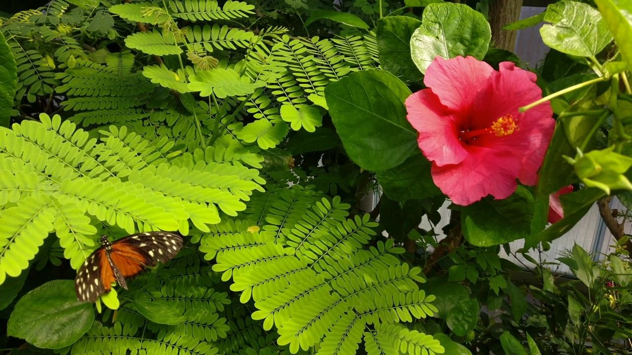Butterfly Garden Artis Amsterdam jun 2017 смотреть онлайн