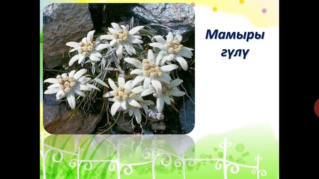 З-класс. Менен таануу сабагы. Кызыл китеп. смотреть онлайн