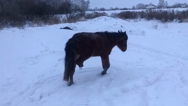 Трех ногая лошадь смотреть онлайн