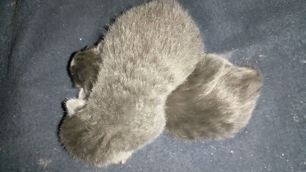 Кошка-мама ушла. Котята одни! смотреть онлайн