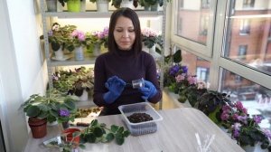 Как омолодить фиалку?