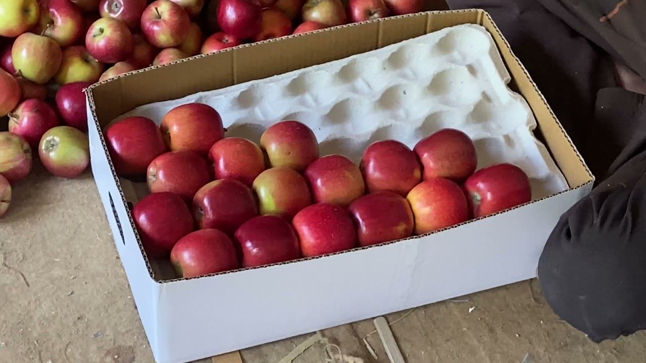 GALA SCHNICO RED Indoduch uk,Grading,Packing,Size,Quality,M9 Rootstock Ultra High Density Apple Orc смотреть онлайн