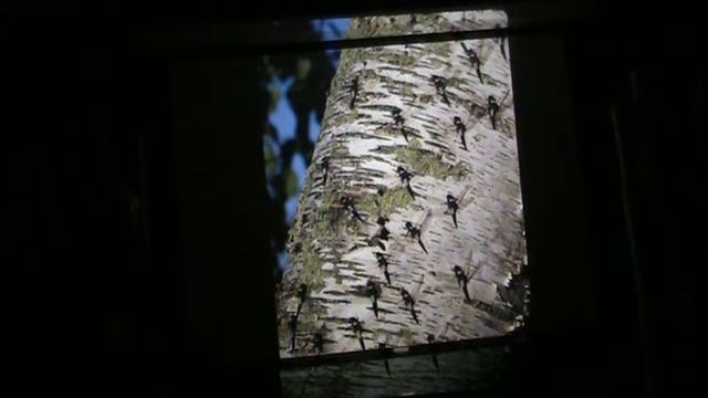 John Weber Dragonflies HC COLA 2-27-2020 смотреть онлайн