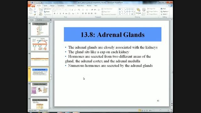 A&P I Chapter 13 смотреть онлайн