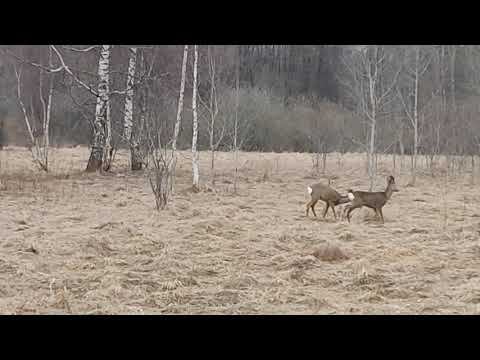Серые косули с белыми попами в Таллинне // Gray roe deer with white bottoms in Tallinn смотреть онлайн