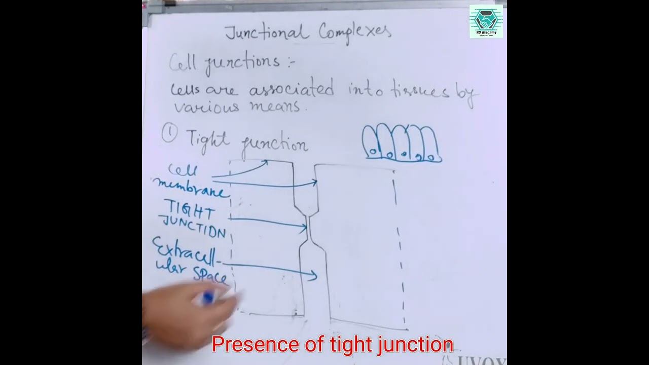 Cell junction, Tight junction, for full details subscribe The Academia смотреть онлайн