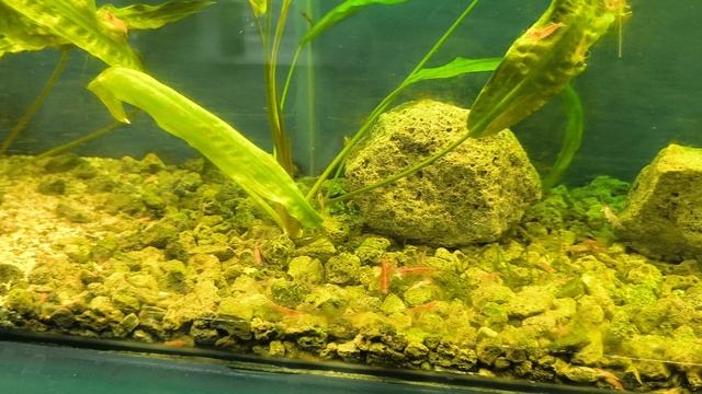 мор креветок смотреть онлайн