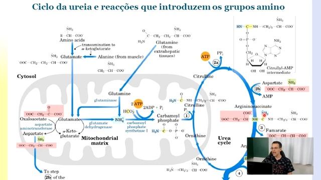 CICLO DA UREIA E REAÇÃO QUE INTRODUZEM OS GRUPOS AMINO смотреть онлайн
