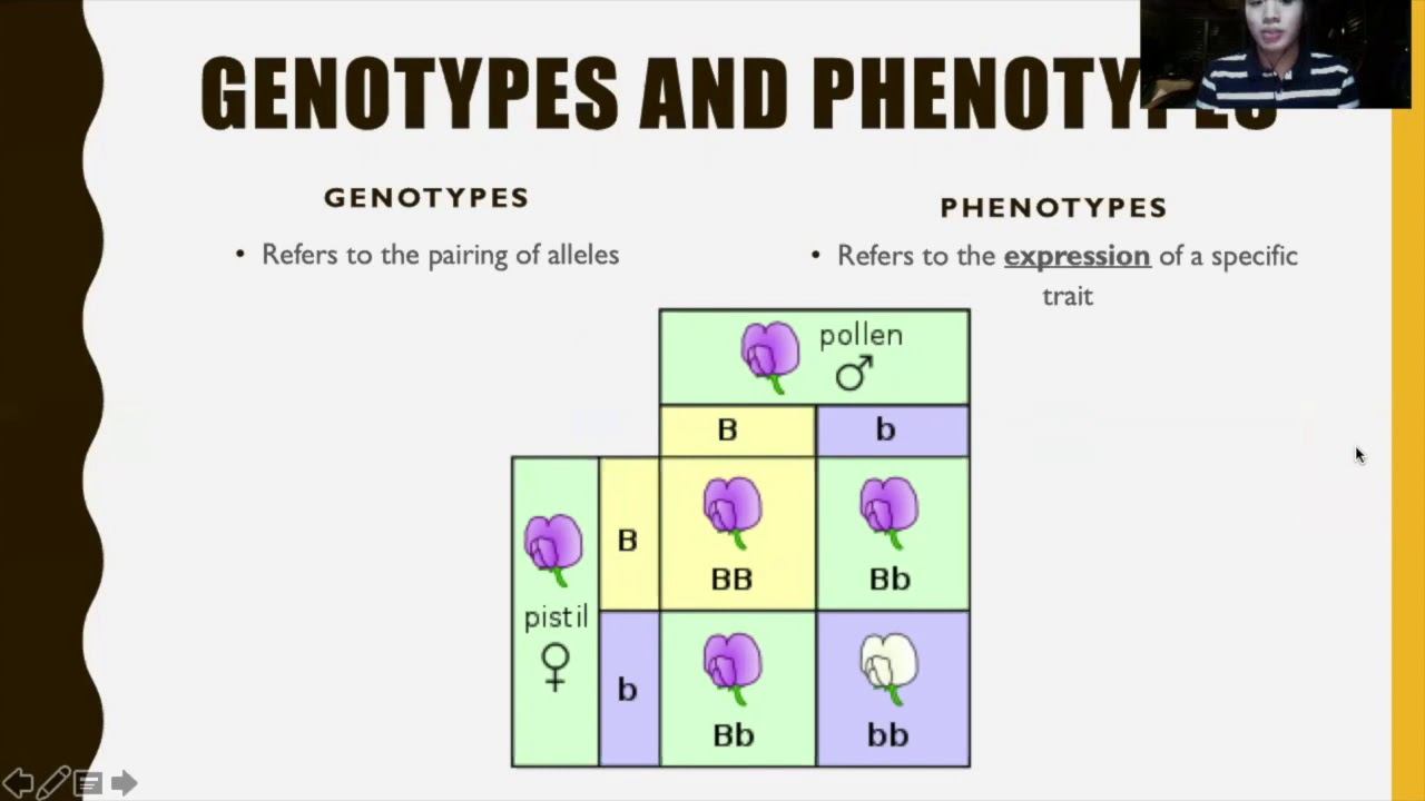 Teaching Preview: Alleles and Genes; Genotypes and Phenotypes; Dominant and Recessive Traits смотреть онлайн
