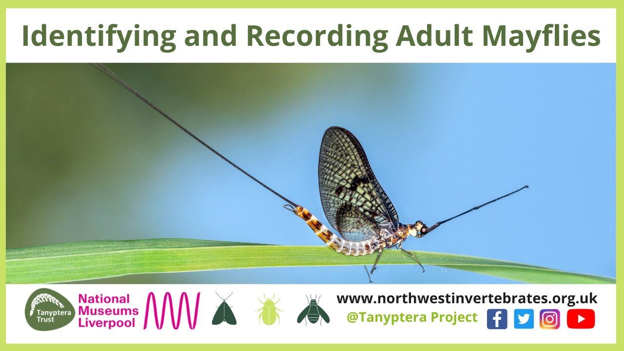 Identifying & Recording Adult Mayflies смотреть онлайн