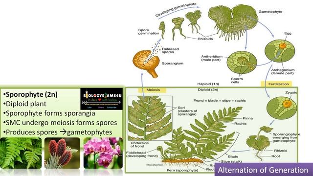 What is Alternation of Generations in Plants? Sporophyte vs Gametophyte with examples. смотреть онлайн