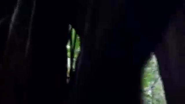 Flora Fauna Amazónica Peruana смотреть онлайн