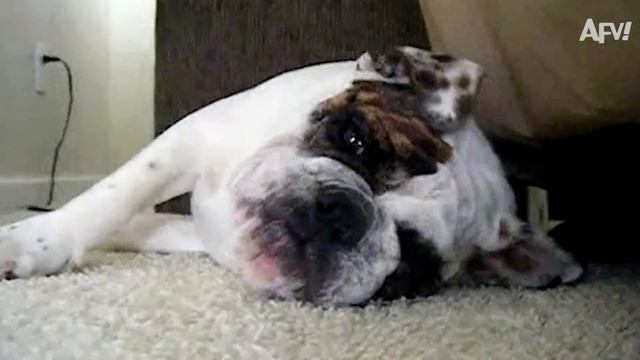 HOWLING For HOOPS! 🐶😆 | Funniest Animals | AFV 2020 смотреть онлайн