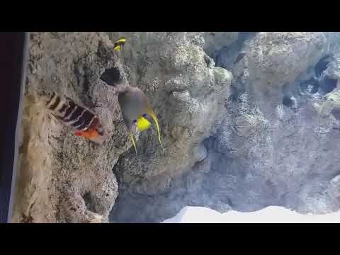 Литовский морской музей Клайпеда 2 часть смотреть онлайн