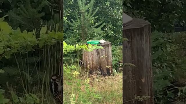 Неутомимый дятел! The indefatigable woodpecker! смотреть онлайн