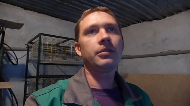 Выгодно ли держать кур и перепелов / Жизнь в деревне / смотреть онлайн