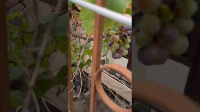 Kale angoor plastic drum me ugae, growing black grapes 🍇 in container #grapes #terracegarden #angoo смотреть онлайн