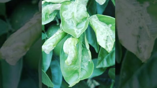 Citrus Leafminer Control Option in Late Summer смотреть онлайн