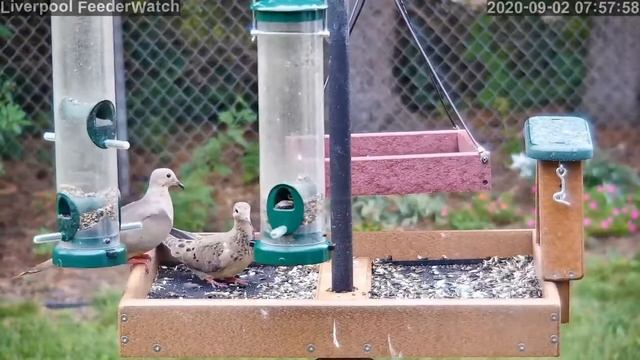 Liverpool FeederWatch Live Stream смотреть онлайн