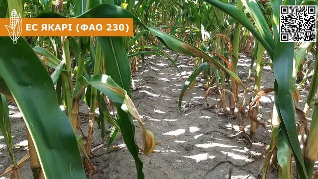 Польовий огляд гібрида кукурудзи 🌽ЕС Якарі (ФАО 230) смотреть онлайн