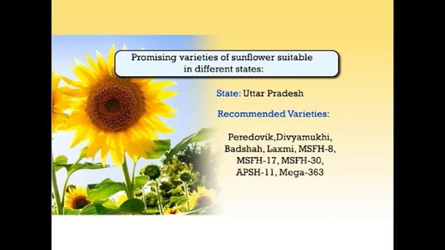 FIELD CROPS SUNFLOWER смотреть онлайн