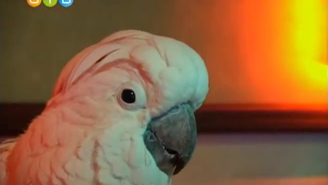 Юбилей Детектив-клуба смотреть онлайн